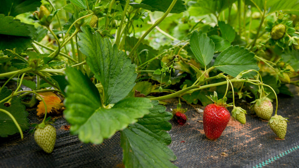 Strawberries growing on a bush at the Well Fed Community Garden.