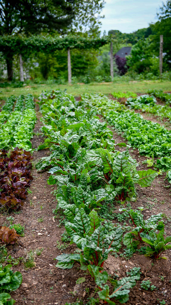 Swiss chard growing in a field.