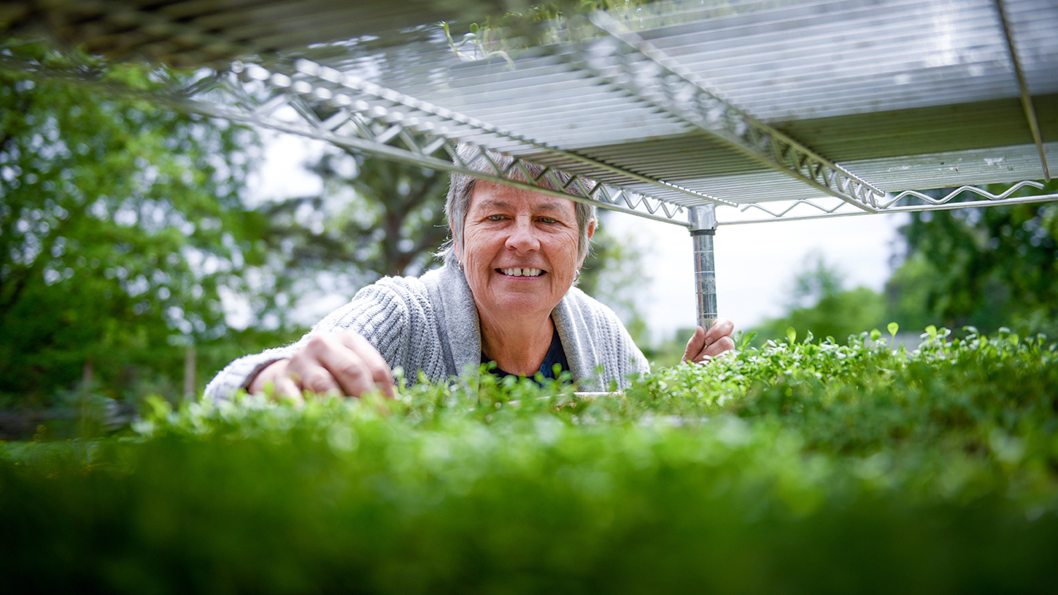 Greenhouse - Building a Case for Community Gardens - College of Natural Resources News NC State University