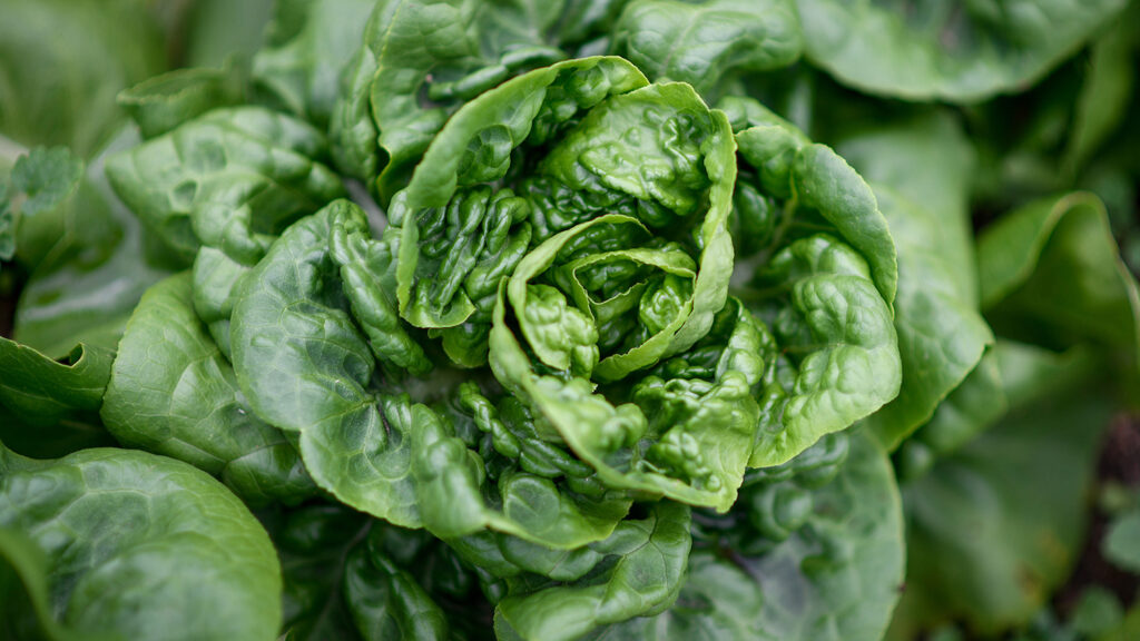 Lettuce at the Well Fed Community Garden