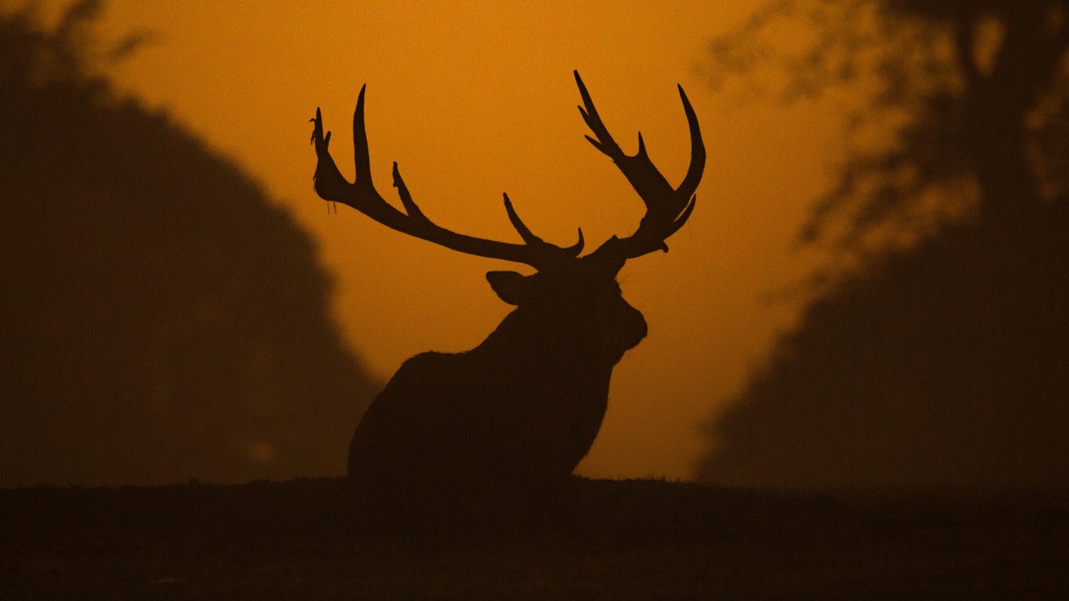 Red deer stag walking on a hill.