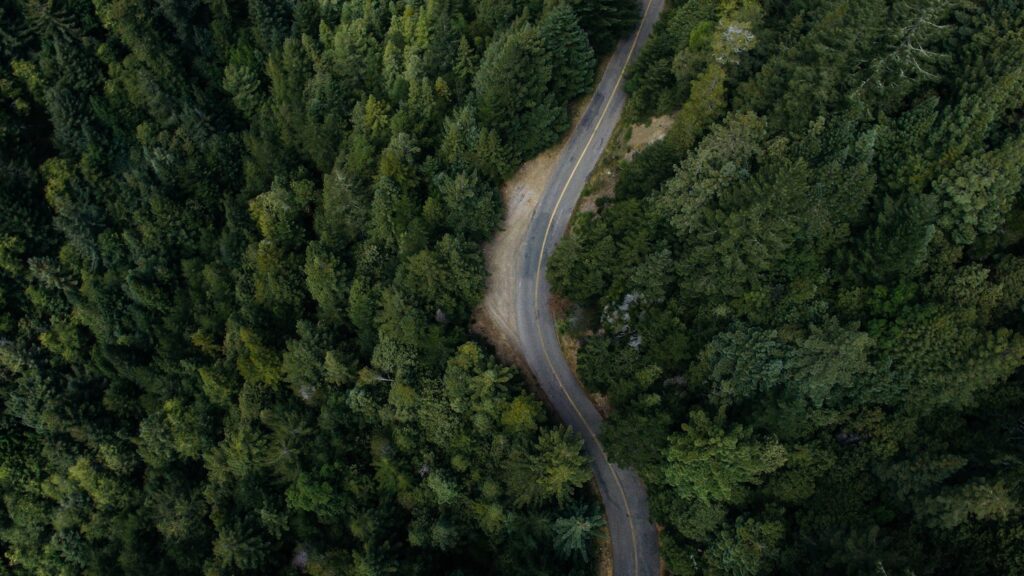 Forest Road - 5 Ways Climate Change Impacts Forests - College of Natural Resources News NC State University