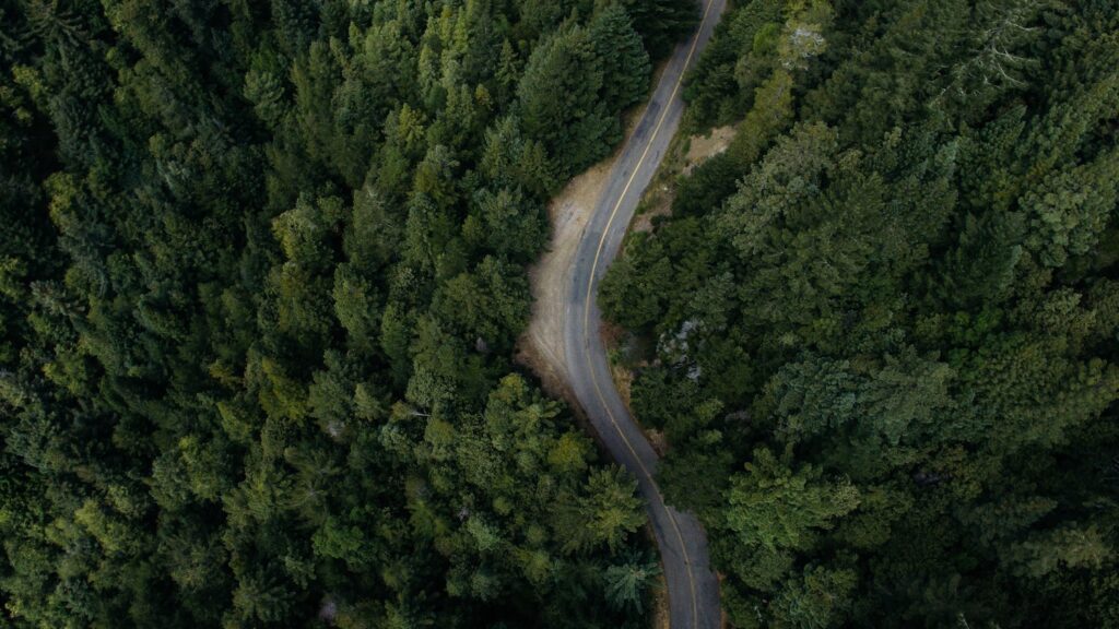 Forest Road - 5 Ways Climate Change Impacts Forests - College of Natural Resources News NC State University