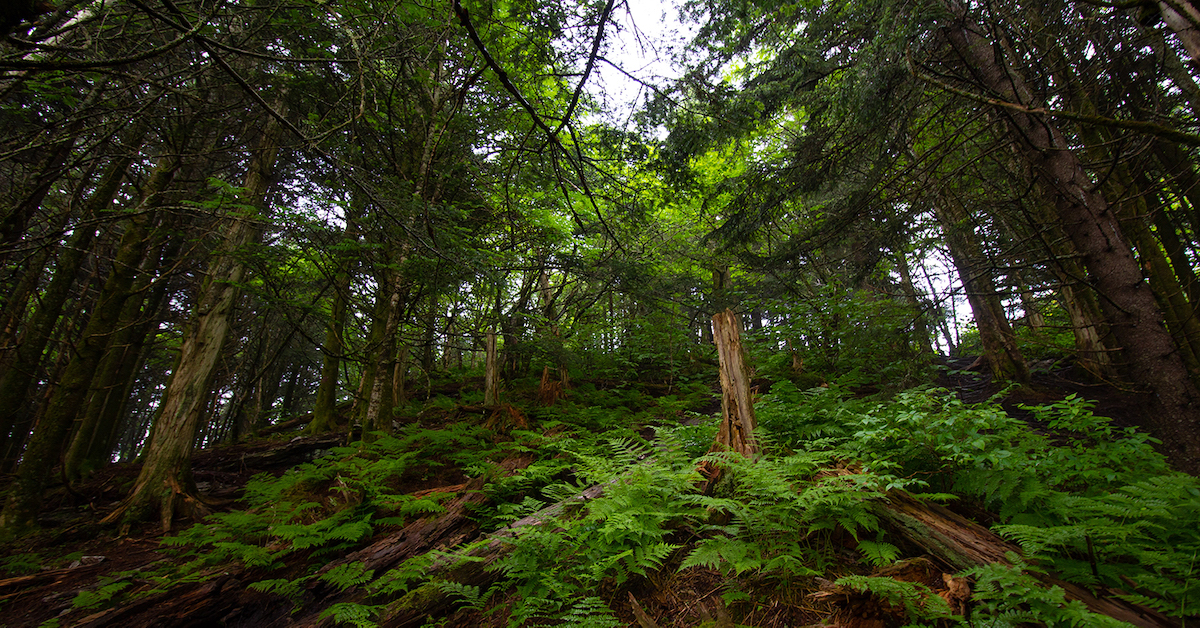 5-ways-climate-change-impacts-forests-college-of-natural-resources-news