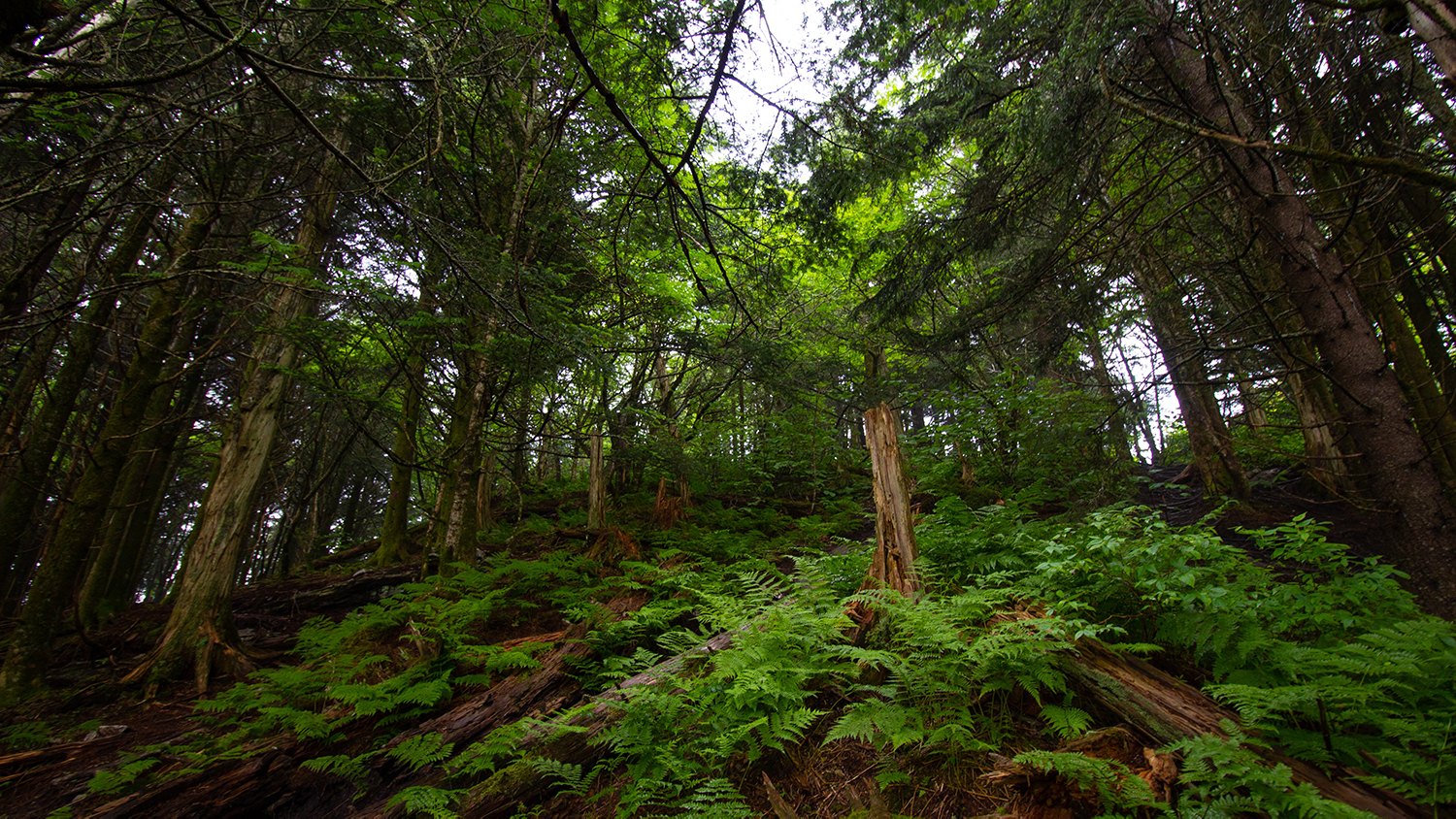 Forest Landscape - 5 Ways Climate Change Impacts Forests - College of Natural Resources News NC State University