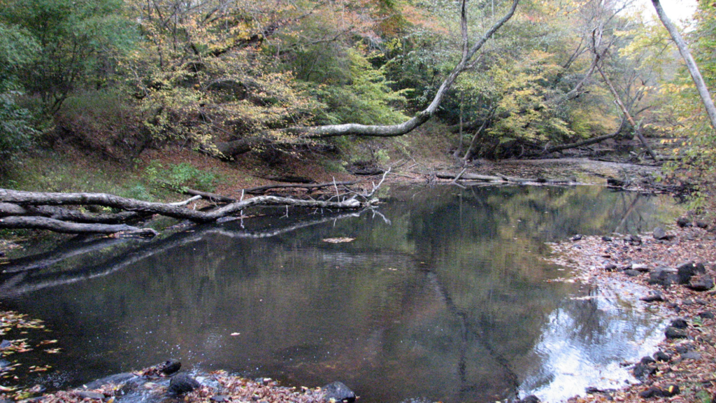 creek view