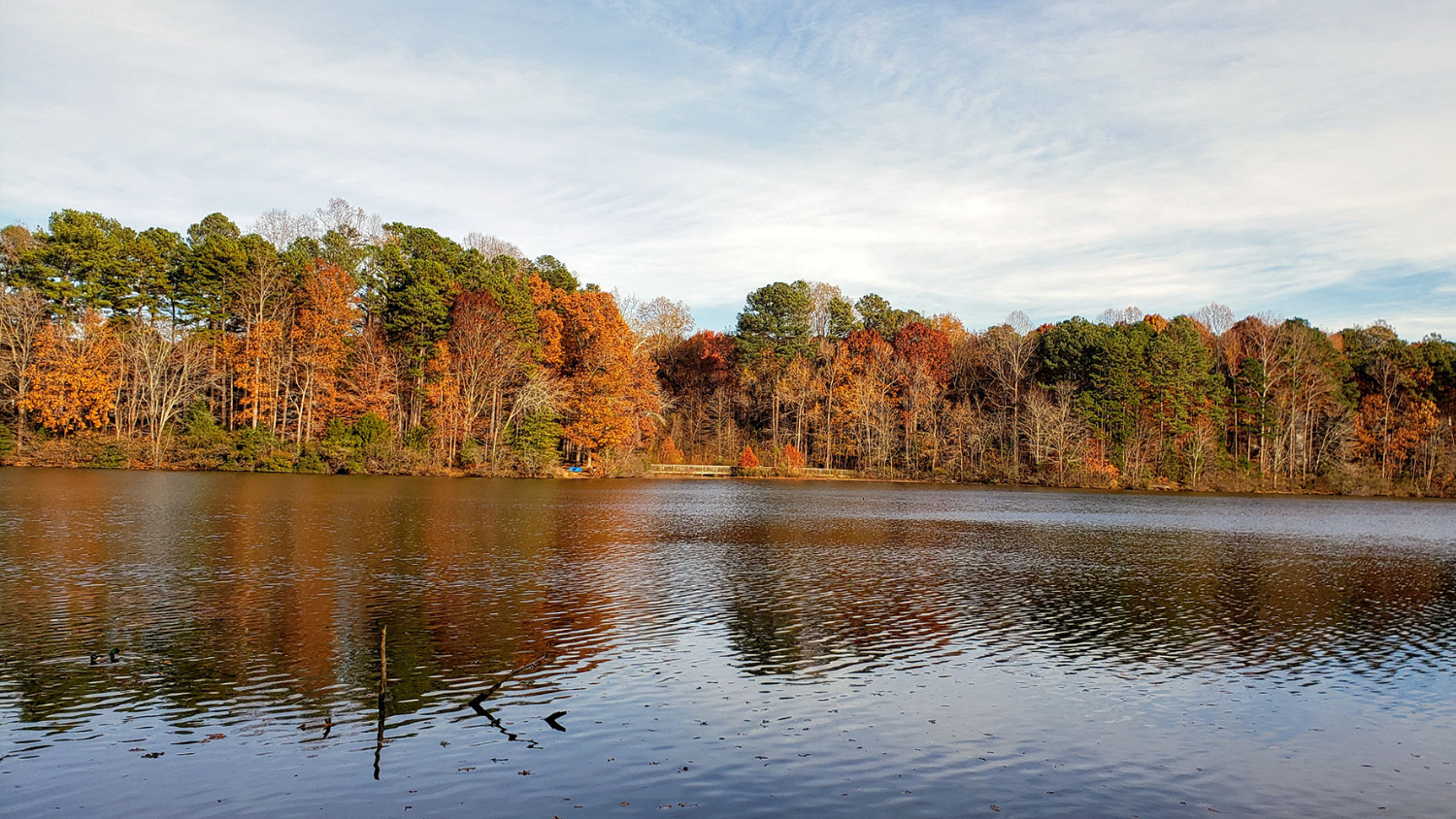 Autumn leaves at the lake