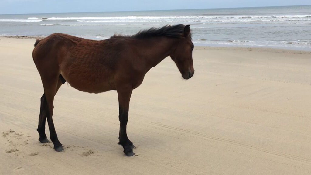 A wild horse standing on a beach near Corolla in North Carolina's Outer Banks.