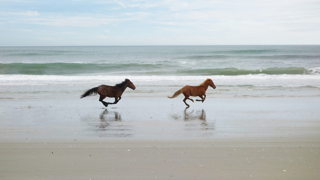 Two wild horses running on the beach in Corolla on North Carolina Outer Banks