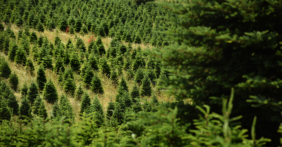 Despite Shortage Fears, Most Shoppers Will Find A Real Christmas Tree This Year | College Of Natural Resources News