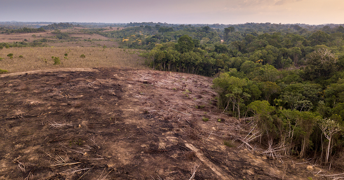 Deforestation Before And After Amazon Rainforest