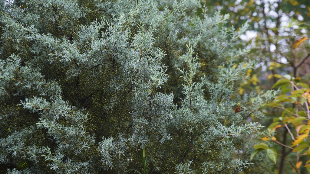 Arizona Cypress - 5 Christmas Tree Species in North Carolina - College of Natural Resources News - NC State University