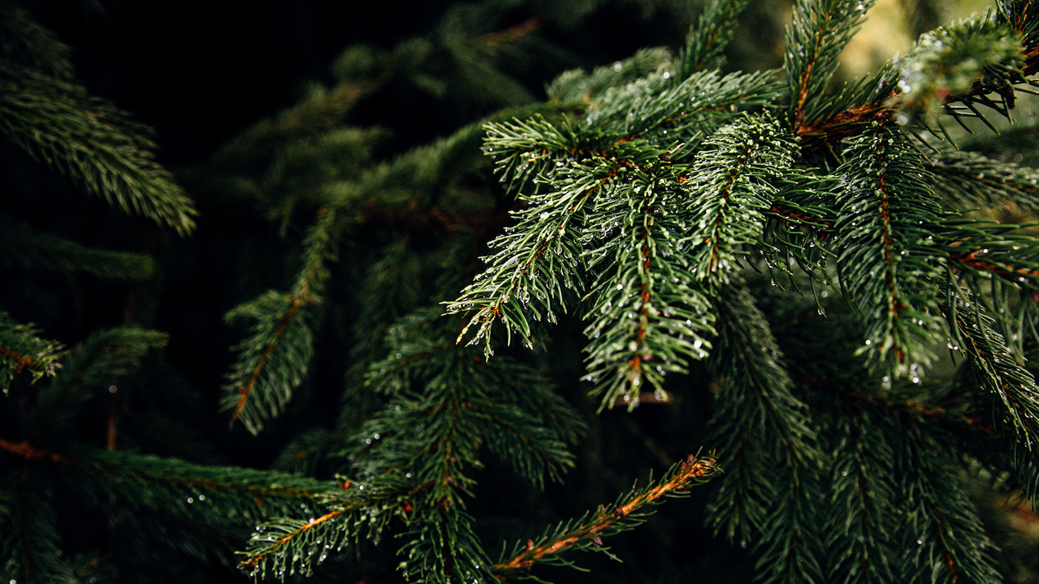 Christmas Tree - How to Keep Your Christmas Tree Fresh - College of Natural Resources News - NC State University