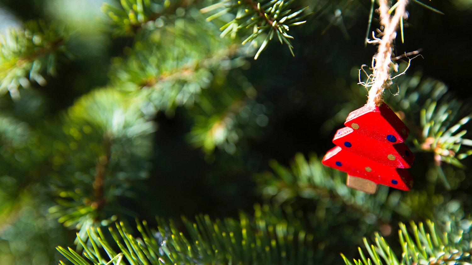 Green Light Green Needles Grow On A Real Christmas Tree. The