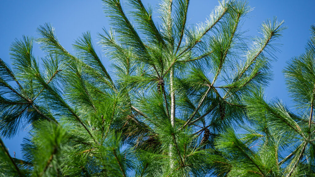 Eastern White Pine - 5 Christmas Tree Species in North Carolina - College of Natural Resources News - NC State University