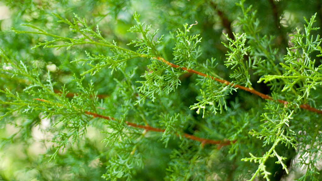 Leyland Cypress - 5 Christmas Tree Species Found in North Carolina - College of Natural Resources News - NC State University