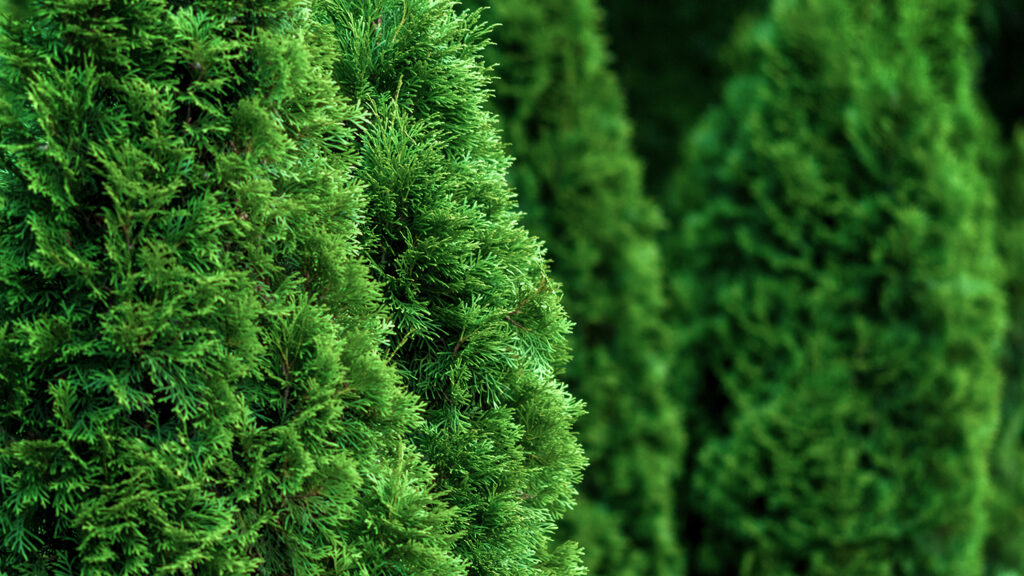 Thuja Green Giant - 5 Christmas Tree Species in North Carolina - College of Natural Resources News - NC State University