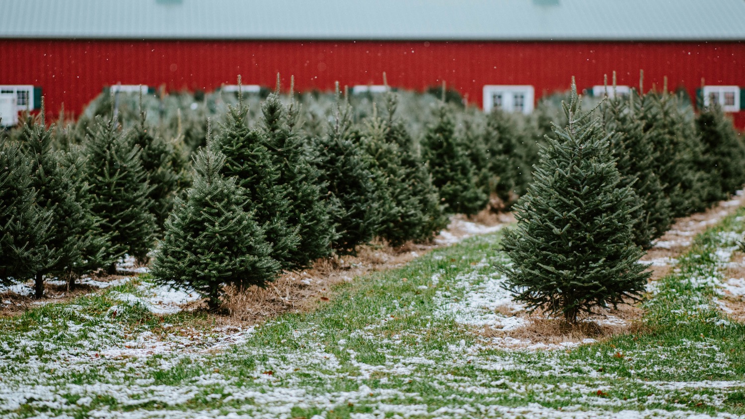 Why Christmas Trees Smell Good | College of Natural Resources News