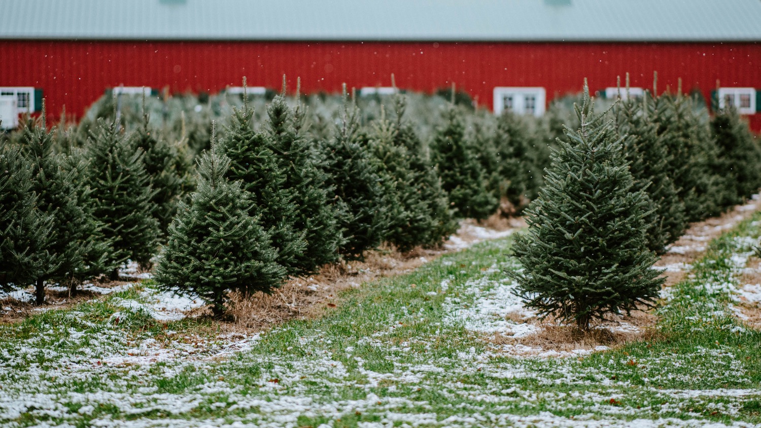 Is pine tree a deals christmas tree