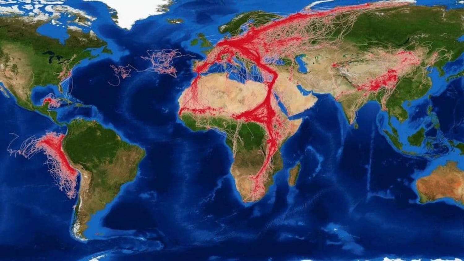 Map - Wildlife Scientists Are Solving Big Data Problems to Track Animals Around the Globe - College of Natural Resources News NC State University