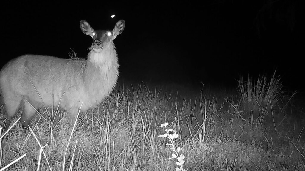 A female Defassa waterbuck walks by a camera trap in Kasanka National Park in Zambia - NC State Student Supports Wildlife Conservation in Africa - College of Natural Resources News - NC State University