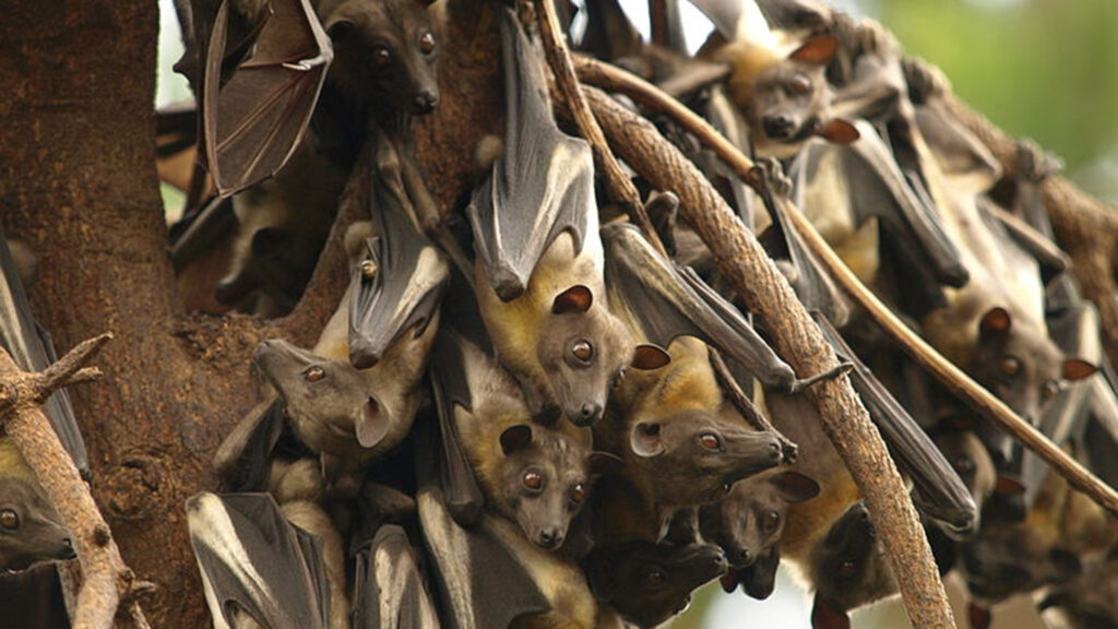 Straw-Colored Fruit Bats Hanging Upside Down in a Tree - NC State Student Supports Wildlife Conservation in Africa - College of Natural Resources News - NC State University