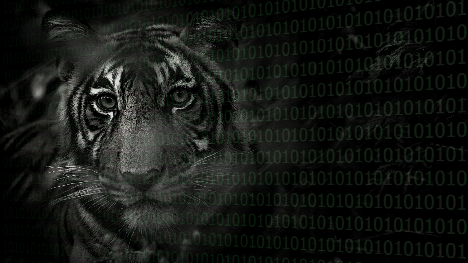 Tiger - Transforming Data into Conservation - College of Natural Resources News - NC State University