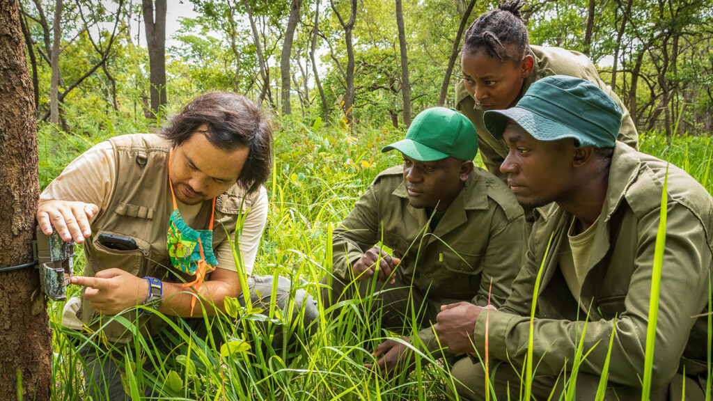 NC State student Matt Snider (left) instructs three of Kasanka National Park's law enforcement scouts on how to operate camera traps. Photo provided.