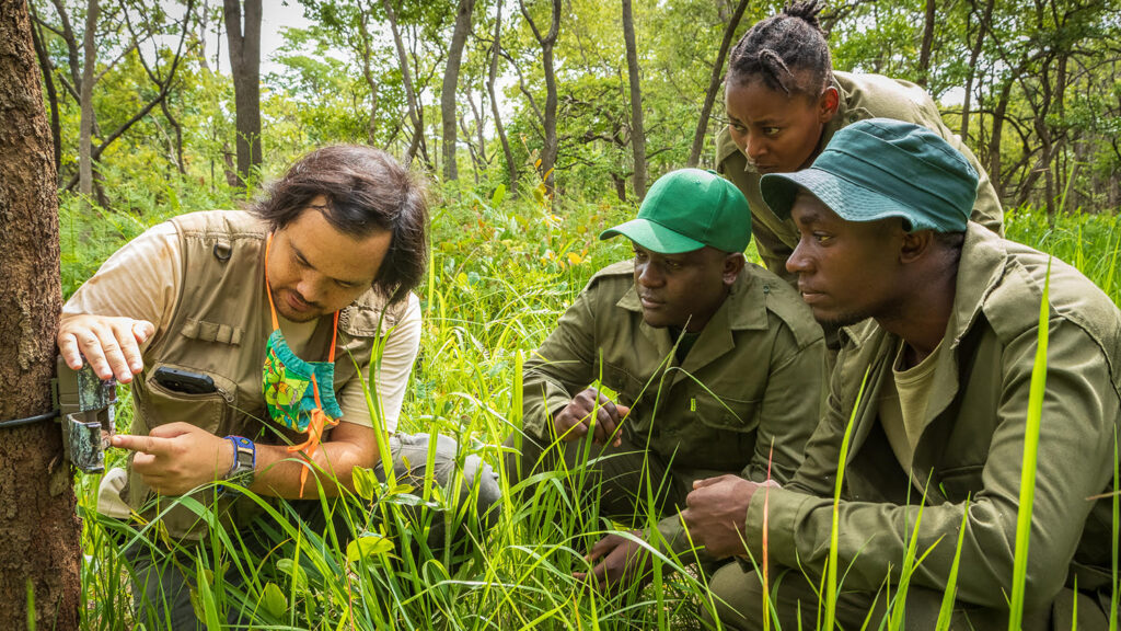 NC State student Matt Snider (left) instructs three of Kasanka National Park's law enforcement scouts on how to operate camera traps. Photo provided.