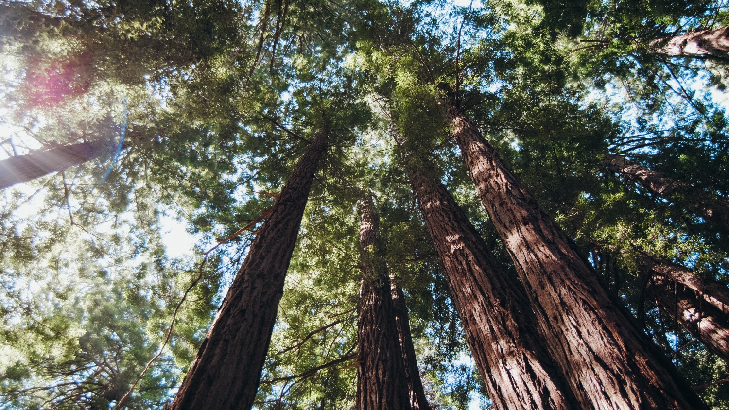 Muir Woods - Historic Discrimination to Blame for Diversity Gap in US Parks, Expert Says - College of Natural Resources News - NC State University