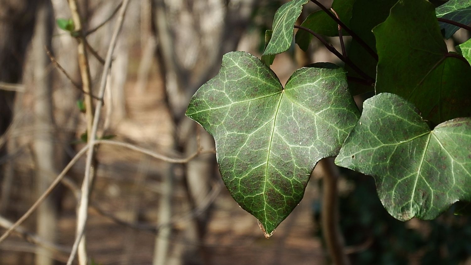 English ivy leaf - Which North Carolina invasive species are you? - College of Natural Resources News NC State University