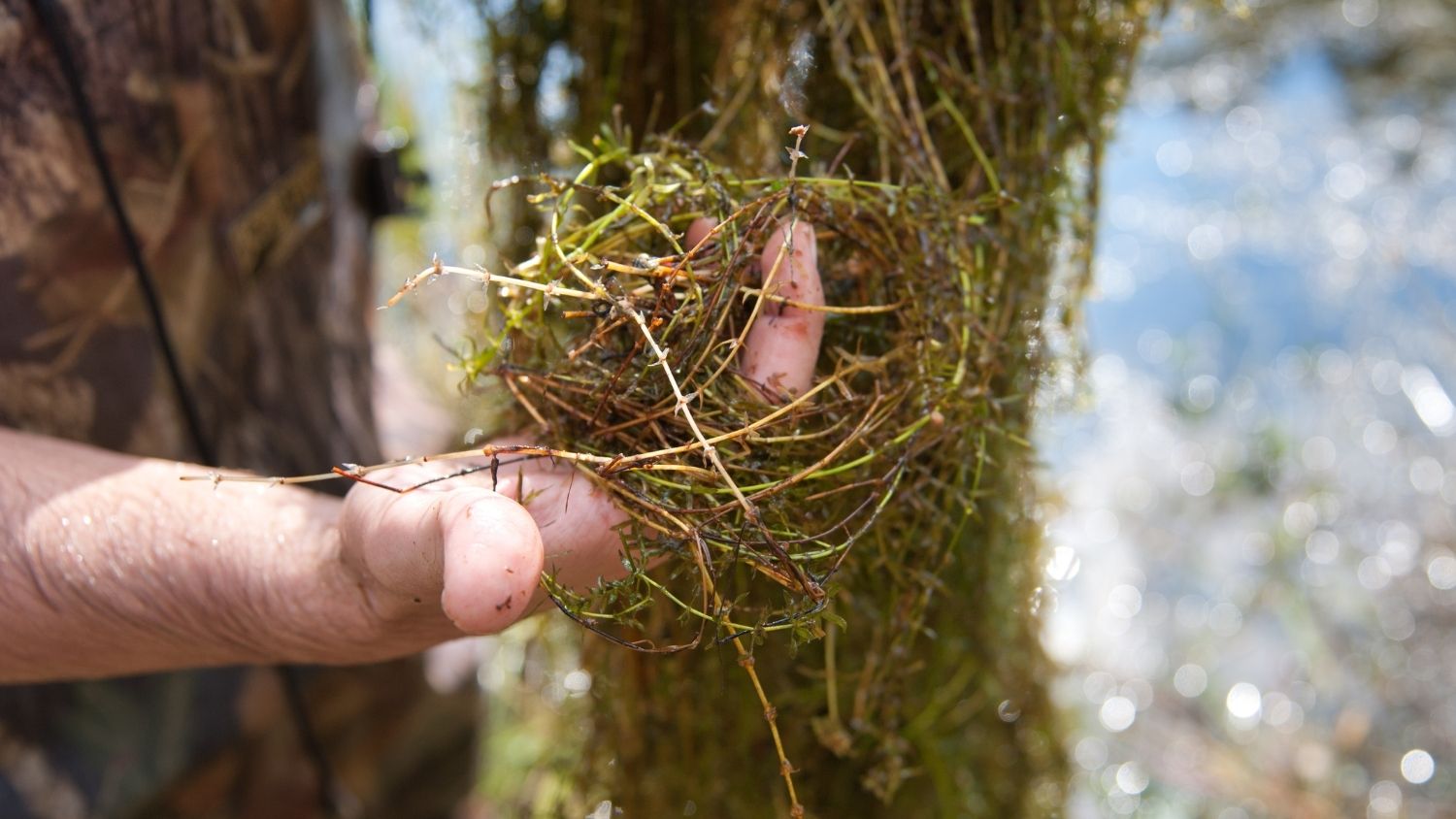 Someone holding hydrilla in their hand - Which North Carolina invasive species are you? - College of Natural Resources News NC State University