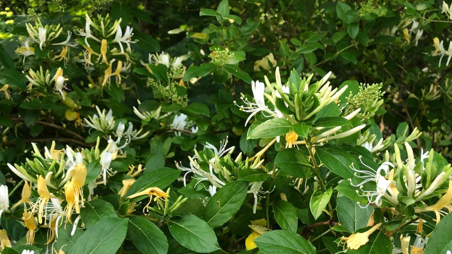 Japanese honeysuckle - Which North Carolina invasive species are you? - College of Natural Resources News NC State University