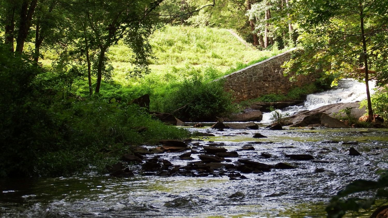 Umstead State Park - Which North Carolina invasive species are you? - College of Natural Resources News NC State University