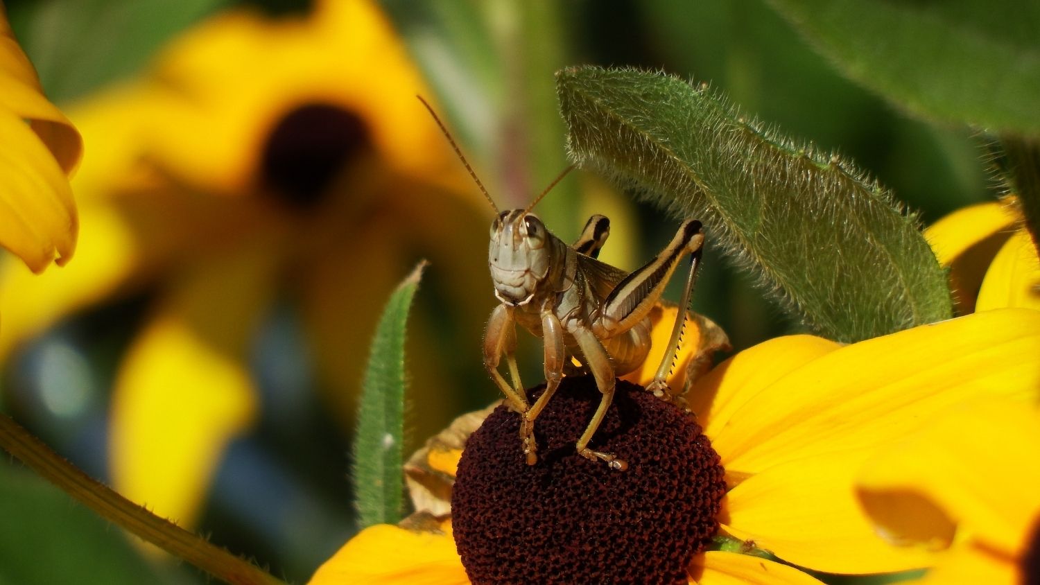 Grasshopper - Which North Carolina invasive species are you? - College of Natural Resources News NC State University