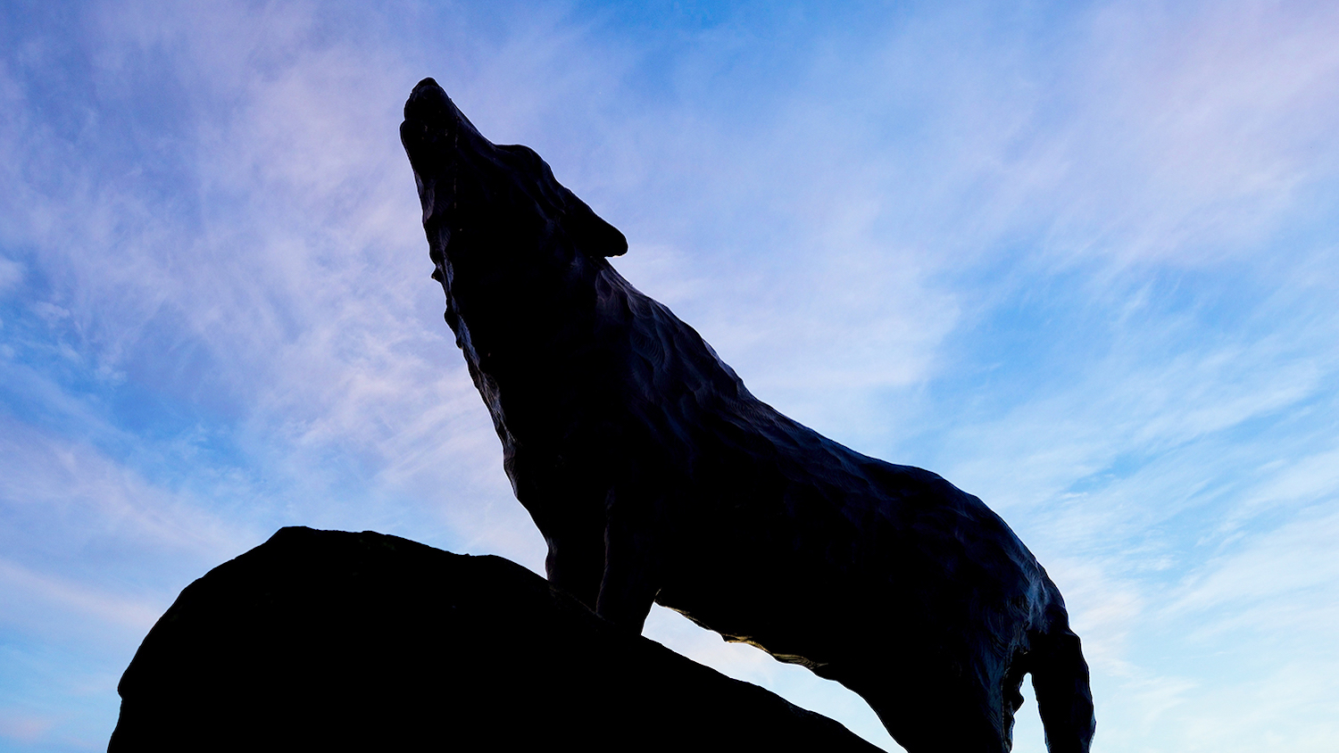 The Wolf Statue at the Murphy Center - College of Natural Resources Raises Over $41.5M During Fundraising Campaign - College of Natural Resources News NC State University