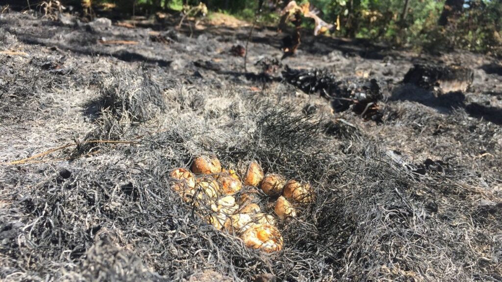 Burned northern bobwhite quail nest