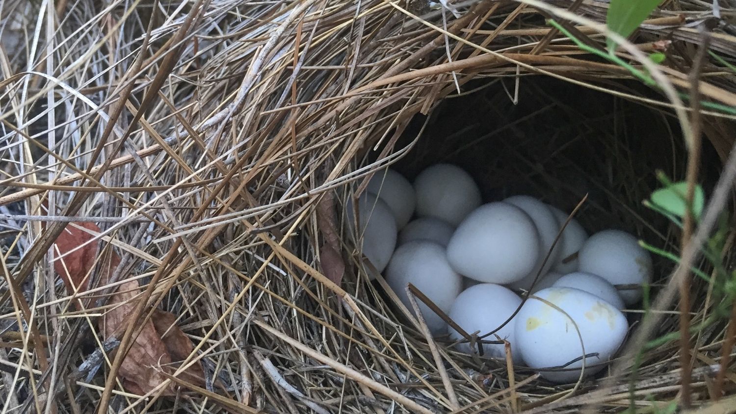 Burned northern bobwhite quail nest - Does Prescribed Fire Threaten Quail Nests? - College of Natural Resources News NC State University