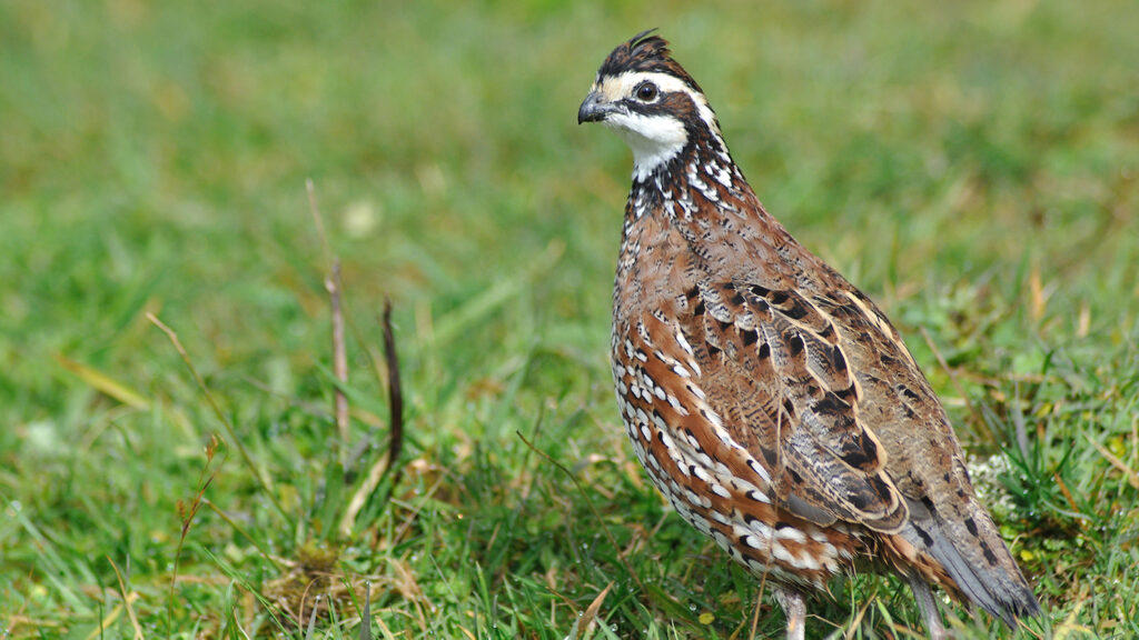 Northern Bobwhite Quail - Does Prescribed Fire Threaten Quail Nests? - College of Natural Resources News - NC State University