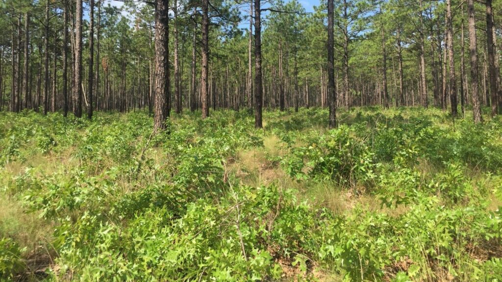 Green shrubs with a forest in the background