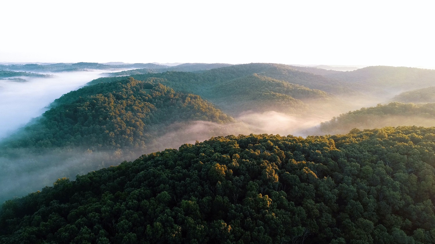 Forested landscape - Can Biden's Tree Planting Initiative Save American Forests? - College of Natural Resources News - NC State University