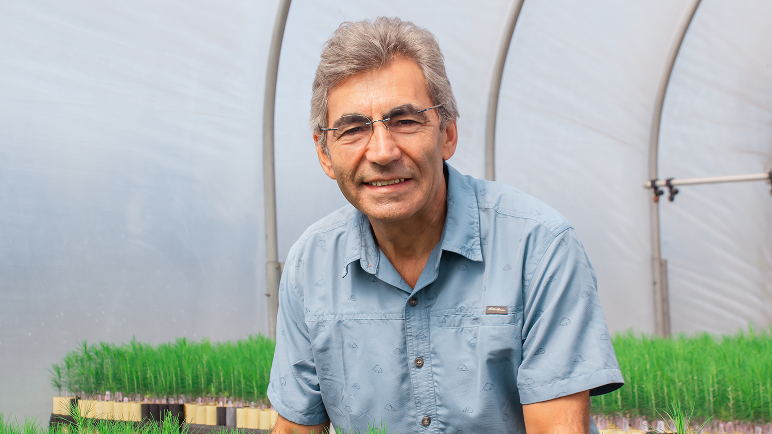 NC State professor Fikret Isik examines saplings inside a greenhouse at NC State - Forestry Professor Fikret Isik Named Fulbright Scholar - College of Natural Resources News NC State University