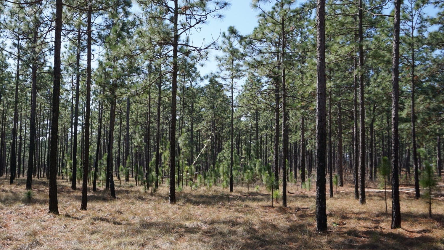 North Carolina forest - The Way Land Is Protected in N.C. Will Impact Wildlife Habitat Connectivity Study Shows - College of Natural Resources News NC State University