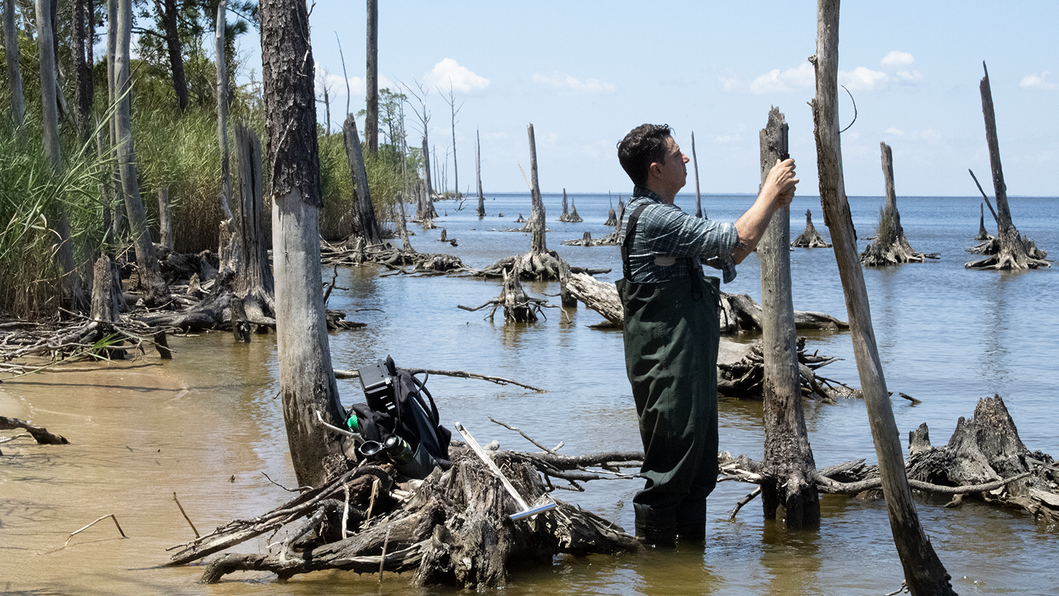 Marcelo Ardón standing in a ghost forest along the North Carolina coastline - Ask an Expert: What Are Ghost Forests? - College of Natural Resources News NC State University