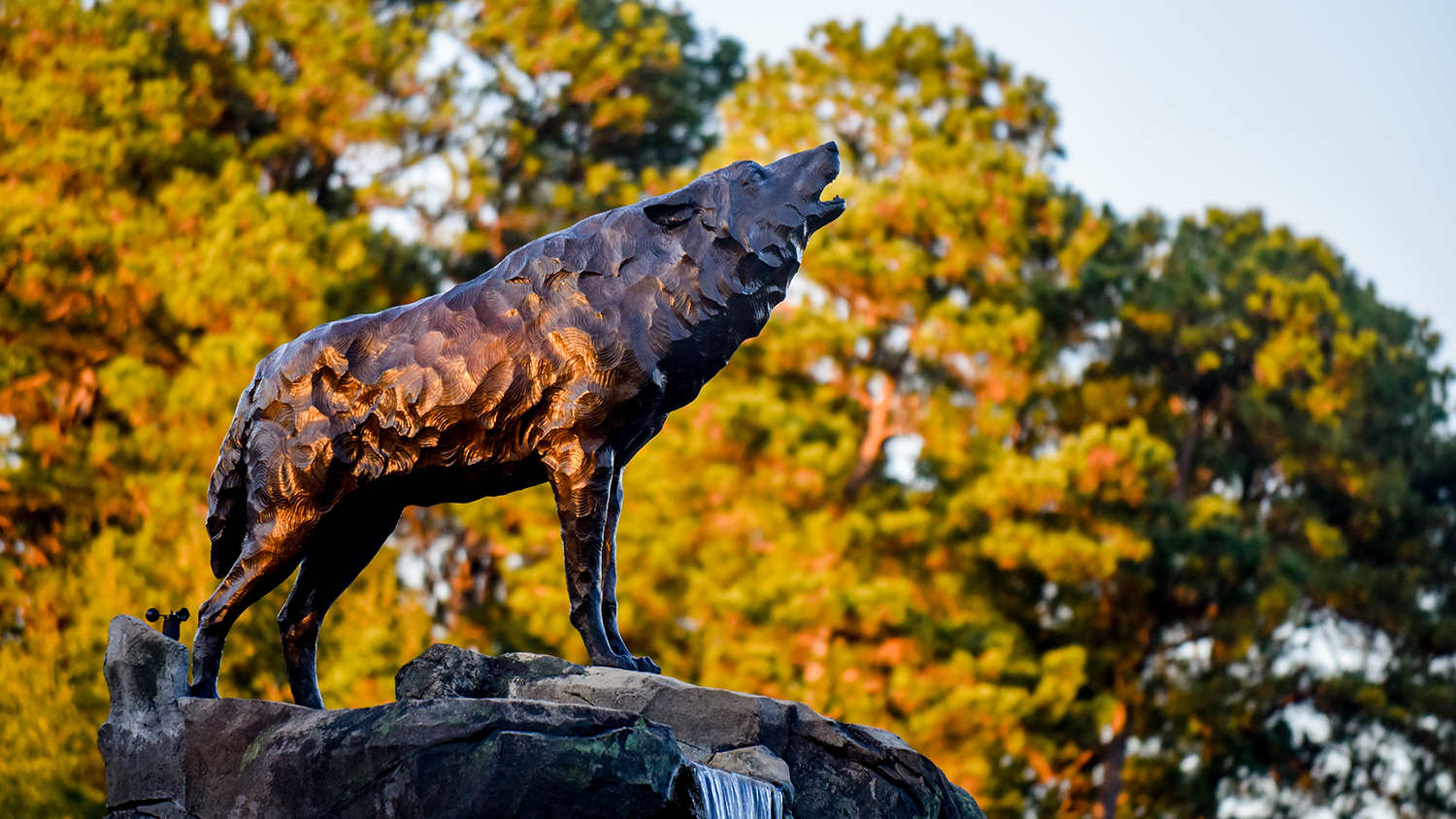 Wolf statue at Carter-Finley Stadium - New Scholarship Endowment Honors Legacy of Forestry Alumnus Dick Brake - College of Natural Resources News NC State University