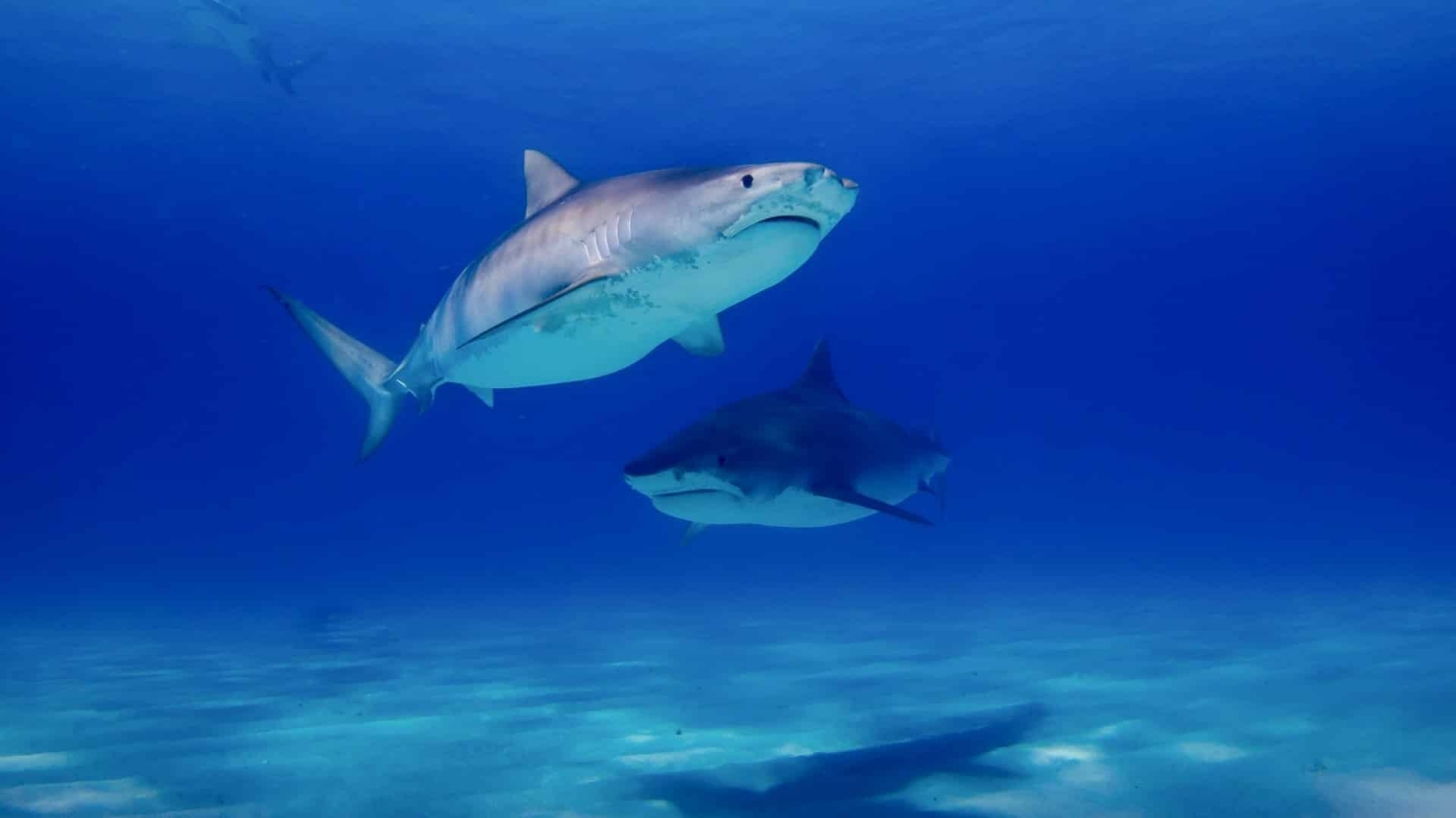 Sharks swimming in the ocean - Positive Youtube Videos Help Deflect Blame From Sharks - College of Natural Resources News NC State University