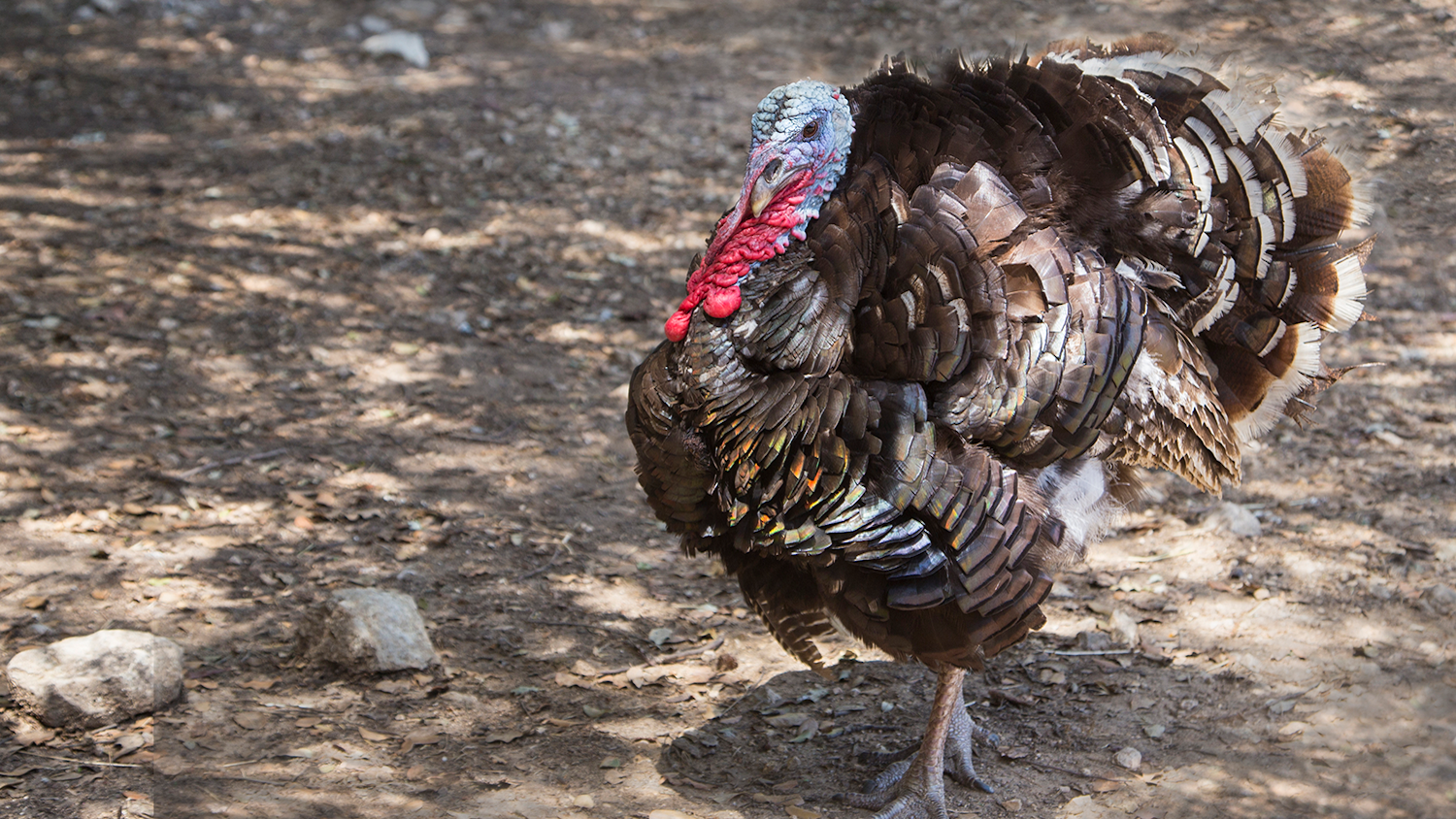 Eastern wild turkey walking - New Student-Led Study Supports Single hunting Season for NC's Wild Turkeys - College of Natural Resources News NC State University