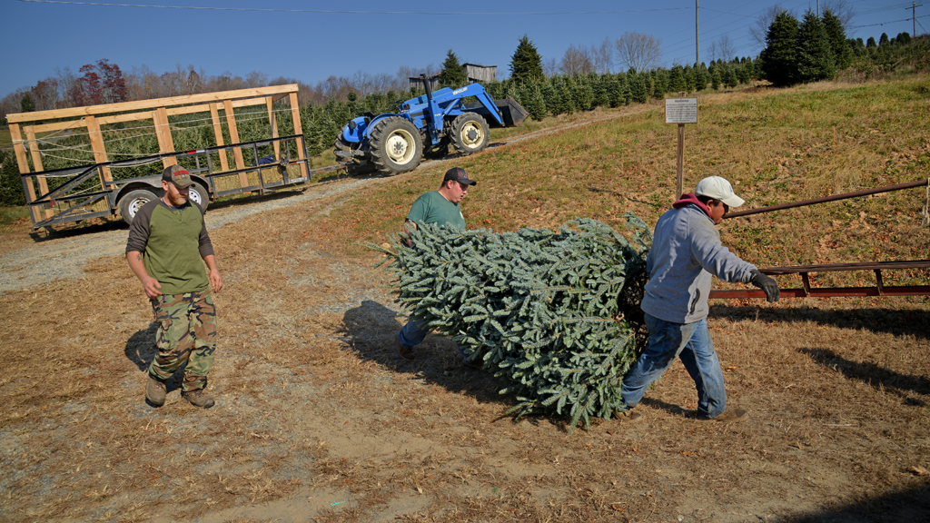 Employees from Clawson's Choose and Cut set out to box a Fraser Fir for transport on a family van.