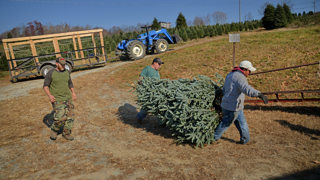 Employees of Clawson's Choose and Cut head to wrap up a frasier fir for transport on top of a family van.