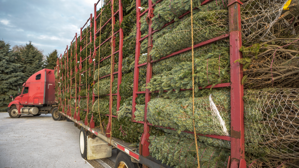 A semi-truck is loaded full of pre-harvested, fresh cut Christmas trees to be delivered for sale during the holiday season. The Frasier Fir trees are wrapped in twine for transporting.